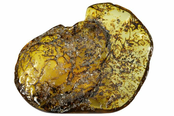 Polished Chiapas Amber ( g) - Mexico #114957